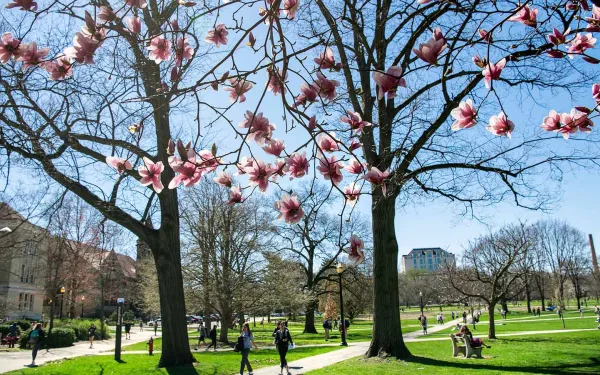 Pink flowers and blue sky looking over the Oval
